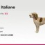 spinone italiano dog breed info size
