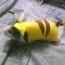 diy guinea pig pikachu costume