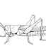 drawing grasshopper 19807 animals