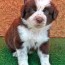 border collie mix puppy for sale in