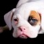 miniature boxer puppies lovetoknow
