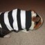 diy guinea pig inmate costume petdiys com