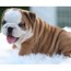 boxer puppies for sale animals