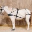 pleasure harness for horses donkeys