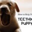the puppy teething process remedies
