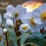learn tips on growing christmas rose