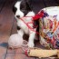 finding the best border collie puppies