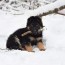 6 week old german shepherd puppy care