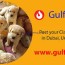 get your pets for adoption online in