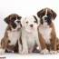 white background cute boxer puppies