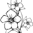 free jasmine flower coloring pages