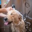 how to build a diy dog washing station