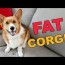 old pembroke welsh corgi puppy weigh