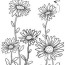 free daisy coloring page