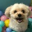 ball pits for dogs building your own