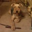 1yr old airedale terriers for sale for