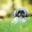 dog care facts every shih tzu owner