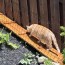 how to build an outdoor cat tunnel
