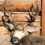 diy and drop camp elk hunting tips