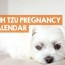 how long are shih tzus pregnant for