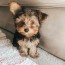 yorkie puppy for sale near me online