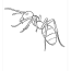 ant coloring pages free bugs coloring