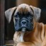 boxer puppies for sale in washington dc