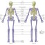 7 1 divisions of the skeletal system
