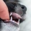 puppy teething 101 phases and how to