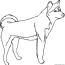 husky coloring pages coloringall