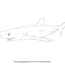 blue shark coloring page free sea