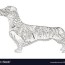 dachshund coloring book for adults