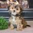 ozzy a gold sable male shorkie puppy
