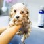 5 best baby shampoo for dogs topthingy