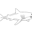 printable shark coloring sheets