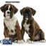 boxer puppies for sale in chennai