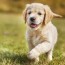 how much to feed golden retriever puppy