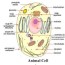 plant cell and an animal cell