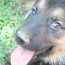 akc registered german shepherd puppies