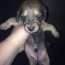 miniature dachshund puppies for sale in