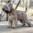 wheaten terrier puppies for sale