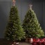 12 best real christmas trees for sale