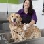 self serve dog washing business