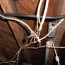 open wiring splices in your attic are