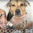 how to choose the best dog shampoo for