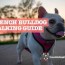 french bulldog walking guide how far