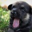 11 great german shepherd puppy care