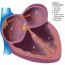 the heart s electrical system cardiac