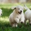 golden retriever puppy growth and
