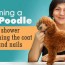 how to groom a toy poodle pet ponder